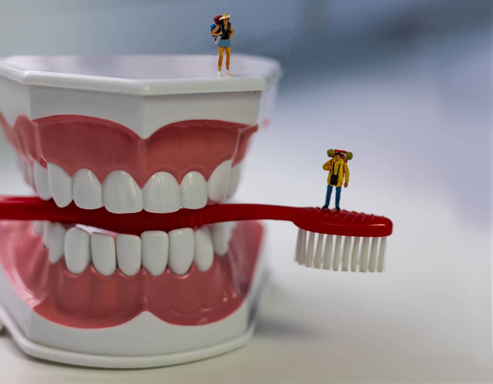 dental mouth teeth model